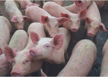 ASF forum participants remain vigilant on virus