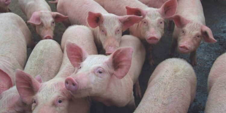 ASF forum participants remain vigilant on virus