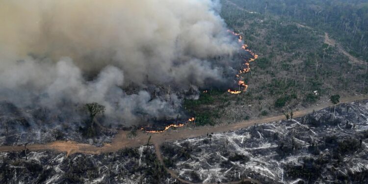 Amazon Forest Has Lost Area The Size Of Germany, France To Deforestation