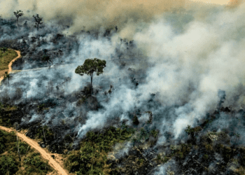 Amazon Forest Loses Area Equivalent to Germany and France Combined