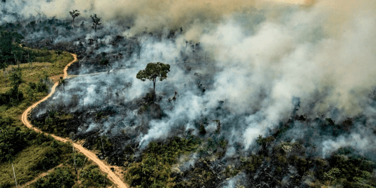 Amazon Forest Loses Area Equivalent to Germany and France Combined