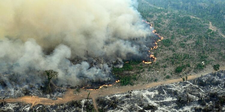 Deforestation, mainly for mining and agricultural purposes, has led to the loss of 12.5 percent of the Amazon