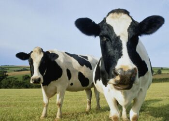 America’s Dairy Farms Have Vanished