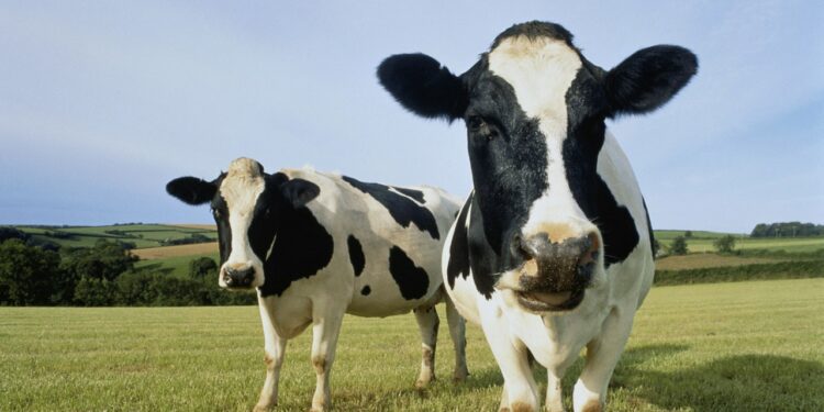 America’s Dairy Farms Have Vanished