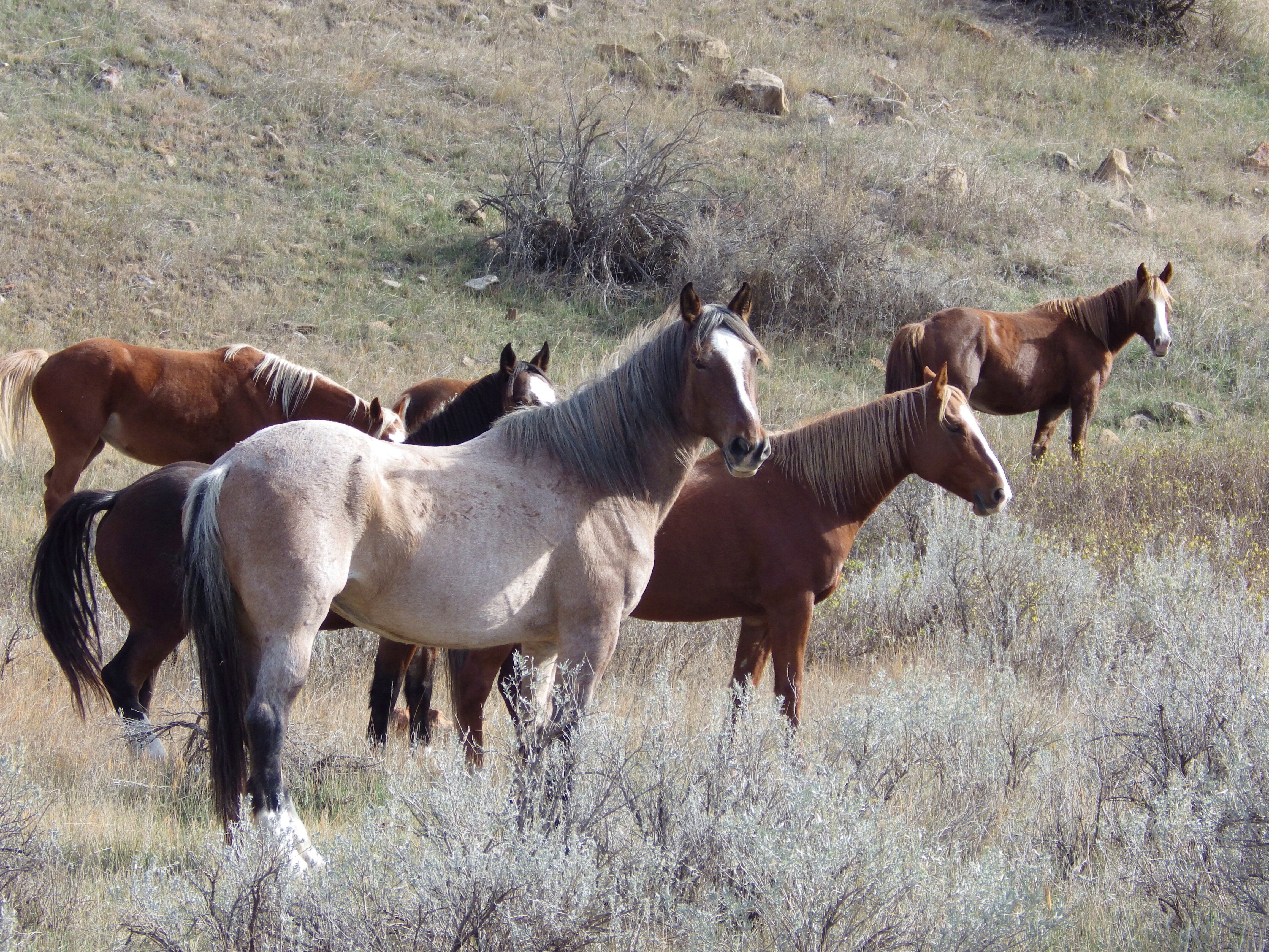 Wild horses stand in a group along a hiking trail in Theodore Roosevelt National Park, Oct. 21, 2023, a site not enough locals are visiting because they’re too busy working.