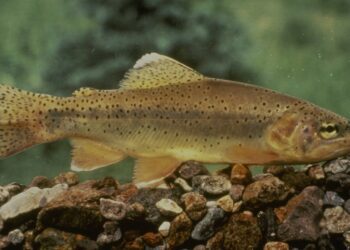 Arizona State fish off endangered species list after 50 years