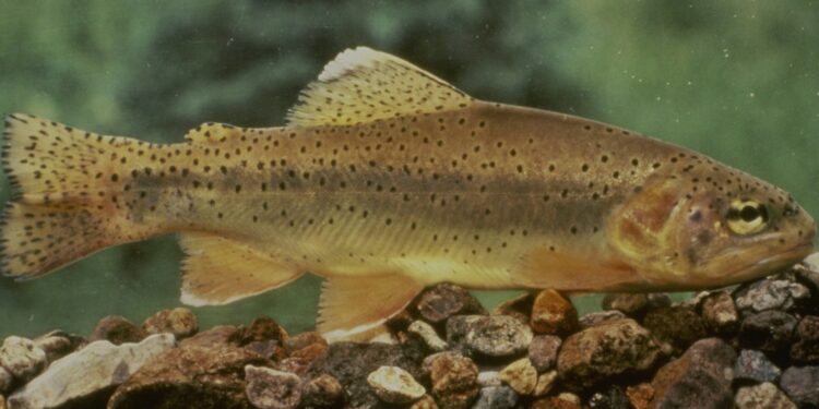 Arizona State fish off endangered species list after 50 years