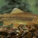 Arizona State fish off endangered species list after 50 years
