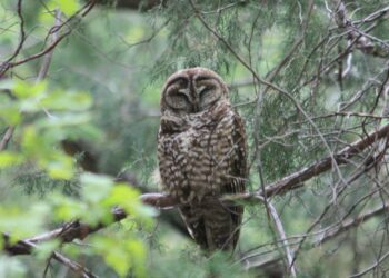 Arizona Voices: Helping vulnerable species survive and thrive in a changing world | Columnists