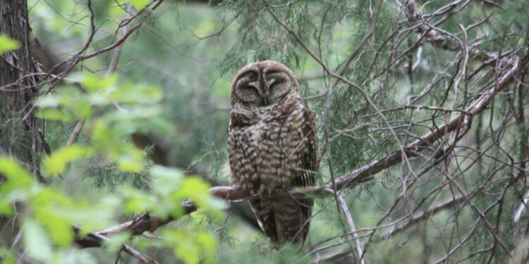 Arizona Voices: Helping vulnerable species survive and thrive in a changing world | Columnists