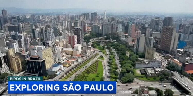 Birds in Brazil: Exploring the city of São Paulo