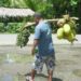 Breadfruit Is Here to Save the World