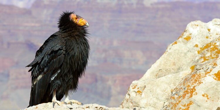 California condor: Saving North America’s biggest bird