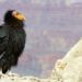 California condor: Saving North America’s biggest bird