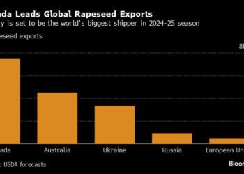 China Responds to Canada’s EV Tariffs With Rapeseed Probe