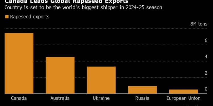 China Responds to Canada’s EV Tariffs With Rapeseed Probe