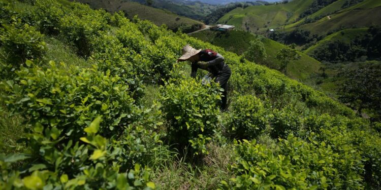 Cocaine trade in the rugged Micay Canyon threatens Colombia's peace efforts