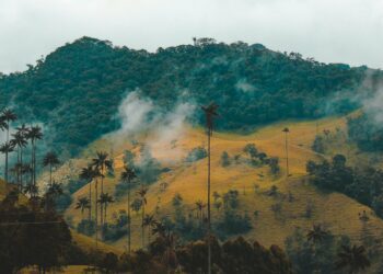 Colombia, the host nation for this year's United Nations COP16 biodiversity conference, faced a grim reality in 2023. The country recorded the highest number of environmental and land rights defenders killed, with a staggering 79 deaths, as reported by UK advocacy group Global Witness.