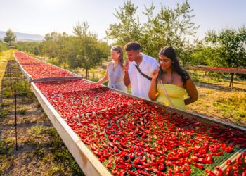 Contiki launches 10 new Europe trips, new budget trips to Peru