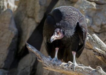 Critically endangered condor poached in Colorado, officials looking for information