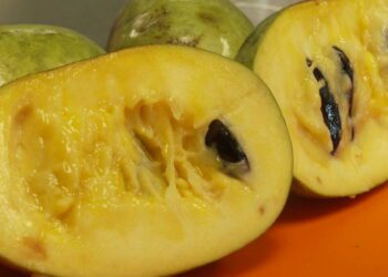 Drought and shifting weather patterns affect the pawpaw, North America's largest native fruit
