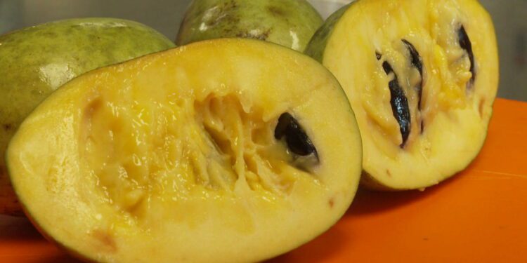 Drought and shifting weather patterns affect the pawpaw, North America's largest native fruit