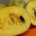 Drought and shifting weather patterns affect the pawpaw, North America's largest native fruit