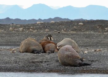 Early interactions between Europeans and Indigenous North Americans revealed