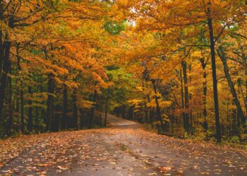 Fall Road Trips: Where to See Fall Foliage in North America
