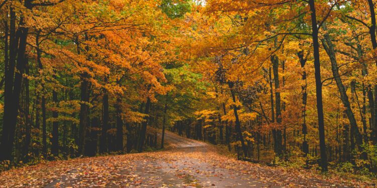 Fall Road Trips: Where to See Fall Foliage in North America