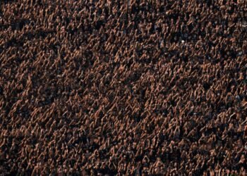 First NFL game in South America sees green clash at Corinthians