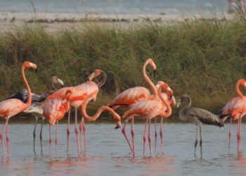 Flocks of Flamingos Returned to a Rejuvenated Everglades. Are They Back for Good?