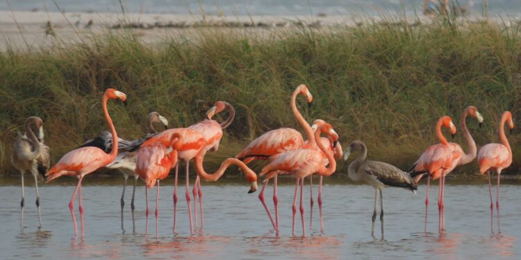 Flocks of Flamingos Returned to a Rejuvenated Everglades. Are They Back for Good?
