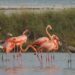 Flocks of Flamingos Returned to a Rejuvenated Everglades. Are They Back for Good?