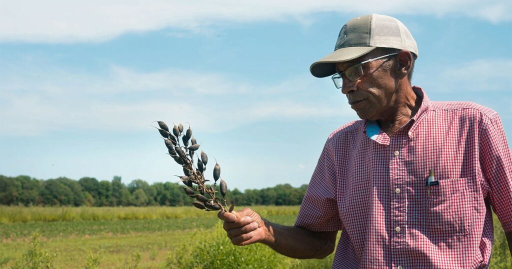 For These Arkansas Farmers, Bird Habitat Is a Cash Crop