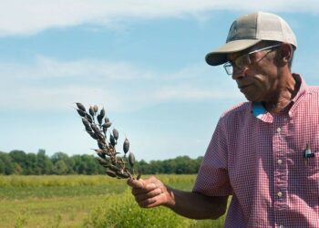 For These Arkansas Farmers, Bird Habitat Is a Cash Crop