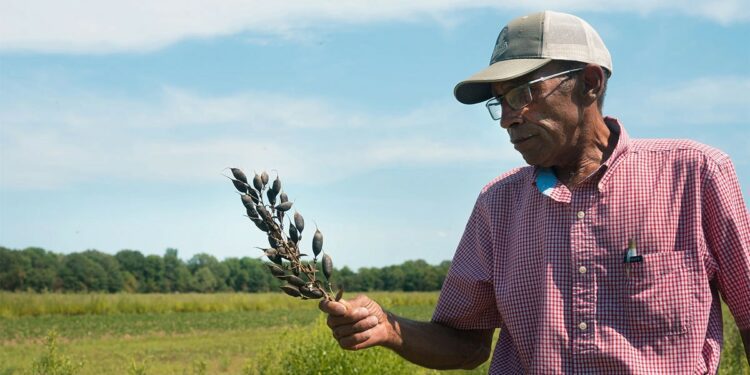 For These Arkansas Farmers, Bird Habitat Is a Cash Crop