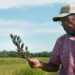 For These Arkansas Farmers, Bird Habitat Is a Cash Crop
