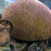 Fossils discovered in Uruguay could derail America’s population-origin theory — MercoPress