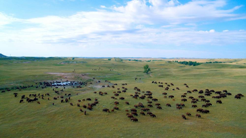 SUPPLIED
                                Bison once roamed North America in herds of tens of millions.