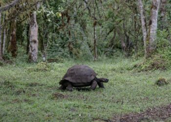 Goldman Sachs y Bank of America preparan canje de deuda para Ecuador