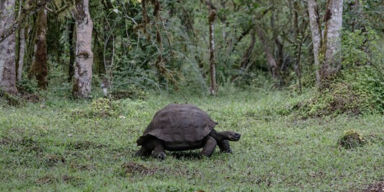 Goldman Sachs y Bank of America preparan canje de deuda para Ecuador