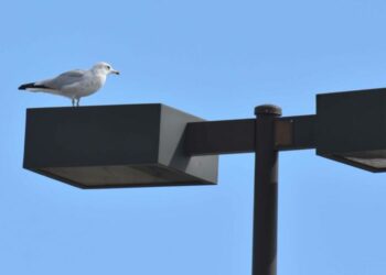 Gulls far from the sea