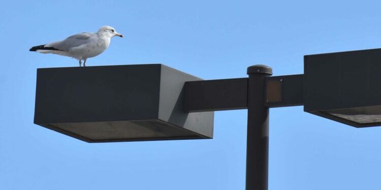 Gulls far from the sea