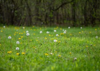 Here’s the Lowdown on the Lazy Lawn Trend, According to Experts