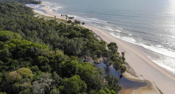 How Gabon’s debt-for-nature swap survived a palace coup