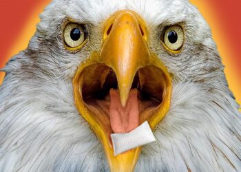 How Zyn Conquered America