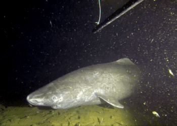 How to Live 400 Years