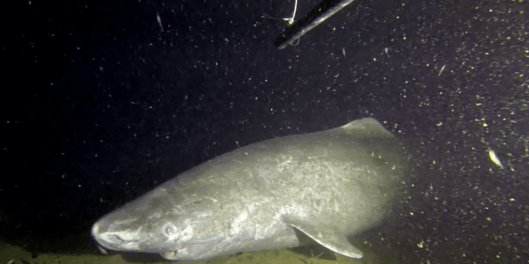 How to Live 400 Years