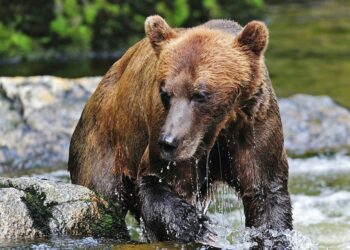 Hunter in Alaska recovering after being mauled by bear and shot amid effort to fend it off